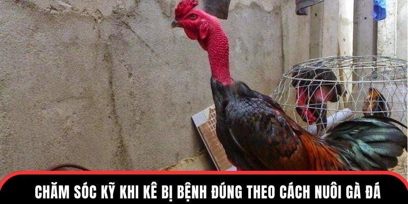 Chăm sóc kỹ khi kê bị bệnh đúng theo cách nuôi gà đá