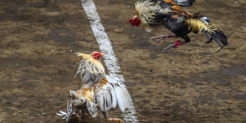 Giới thiệu về quy định chơi đá gà Campuchia