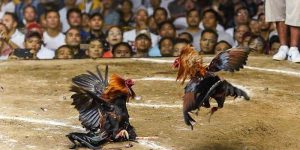 Đá Gà Campuchia 33win – Kênh Cá Cược Hấp Dẫn Cho Game Thủ