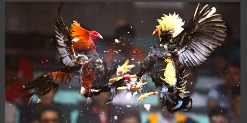 Những lý do để tham gia đá gà Campuchia